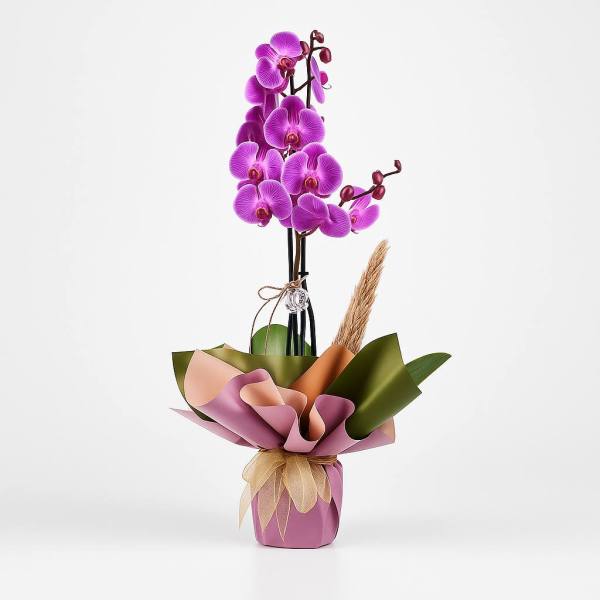 Çift Dallı Mor Orkide