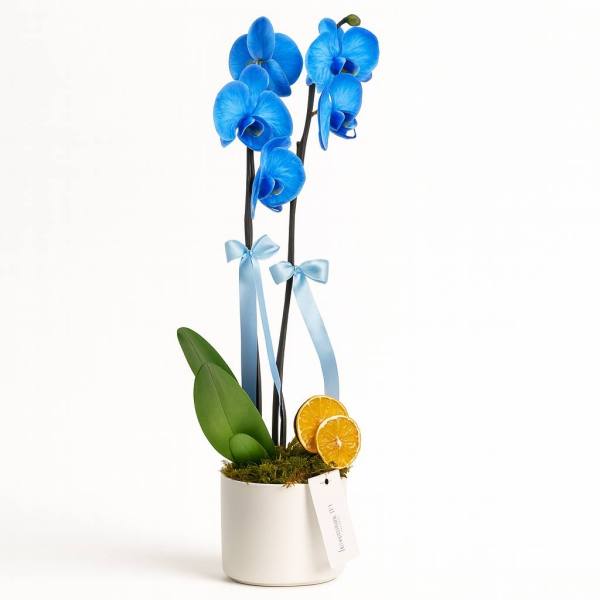 Çift Dallı Mavi Portakal Orkide